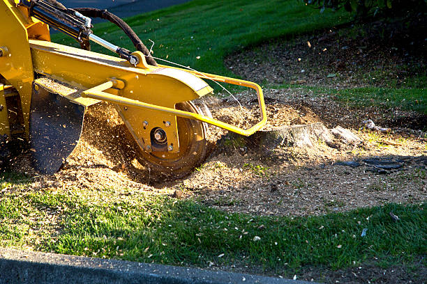 How Our Tree Care Process Works  in  Winchester, NV